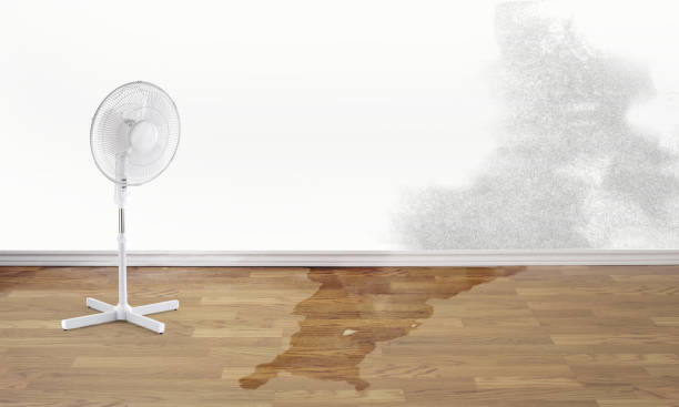 Best Mold removal after water damage  in Portage, WI